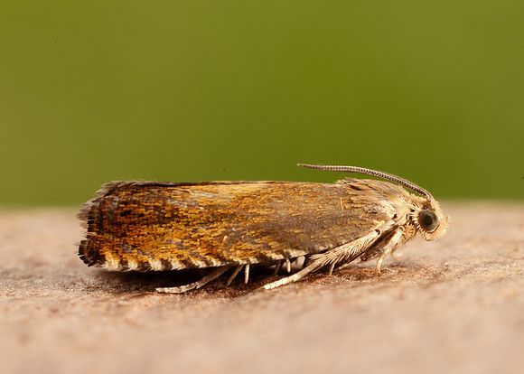 49.376 BF1233 Pammene aurita