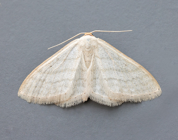 70.009 BF1709 Satin Wave Idaea subsericeata