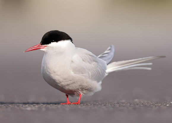 Arctic Tern Sterna paradisaea