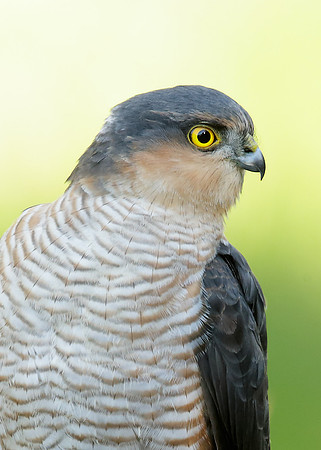 Sparrowhawk Accipiter nisus