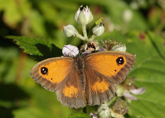 Gatekeeper Pyronia tithonus