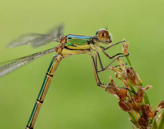 Willow Emerald Chalcolestes viridis