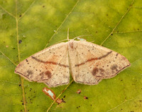 70.036 BF1680 Maiden's Blush Cyclophora punctaria
