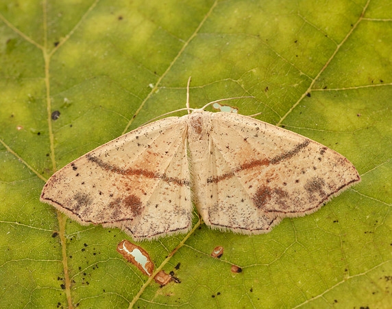 70.036 BF1680 Maiden's Blush Cyclophora punctaria