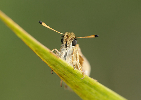 Essex Skipper Thymelicus lineola