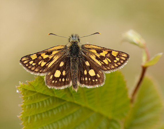 Chequered Skipper Carterocephalus palaemon