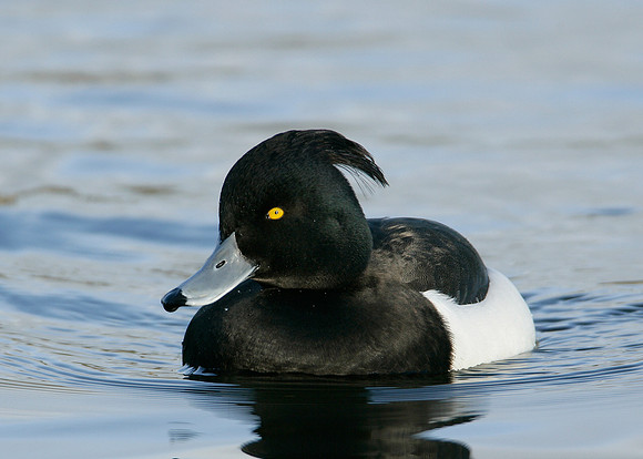 Tufted Duck Aythya fuligula