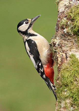 Great Spotted Woodpecker Dendrocopus major