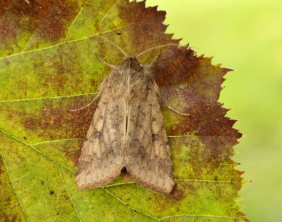 73.076 BF2400 Scarce Bordered Straw Helicoverpa armigera