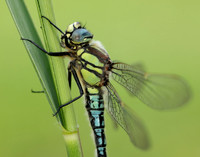 Hairy Dragonfly Brachytron pratense