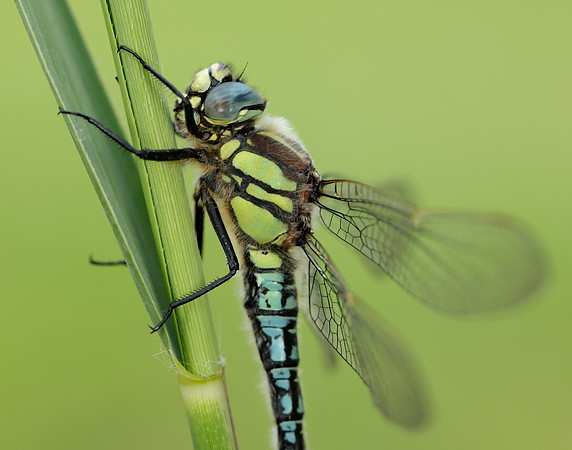 Hairy Dragonfly Brachytron pratense