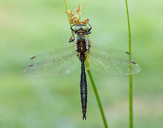 Northern Emerald Somatochlora arctica