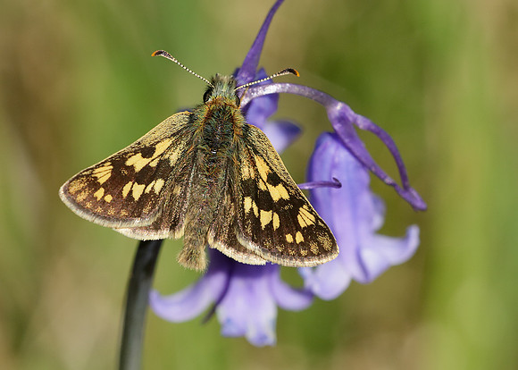 Chequered Skipper Carterocephalus palaemon