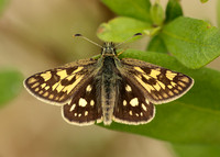 Chequered Skipper Carterocephalus palaemon