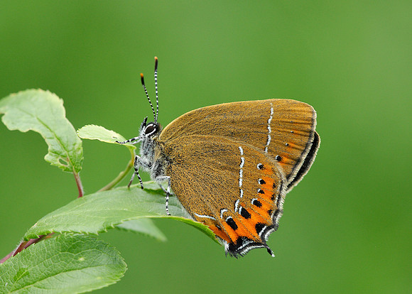 Black Hairstreak Satyrium pruni
