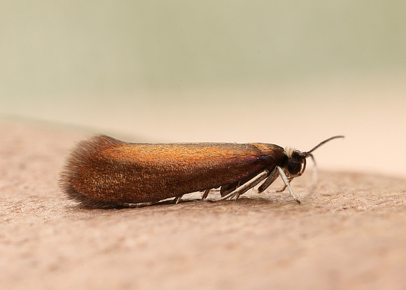 13.002 BF447 Roeslerstammia erxlebella