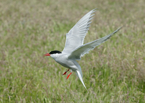 Arctic Tern Sterna paradisaea
