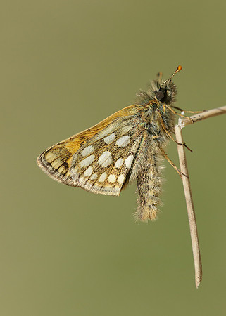 Chequered Skipper Carterocephalus palaemon