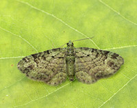 70.144 BF1860 Green Pug Pasiphila rectangulata