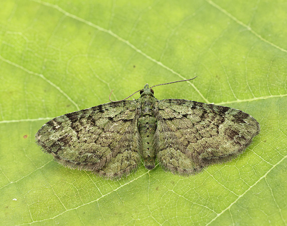 70.144 BF1860 Green Pug Pasiphila rectangulata