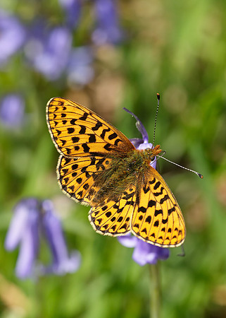 Pearl-Bordered Fritillary Boloria euphrosyne