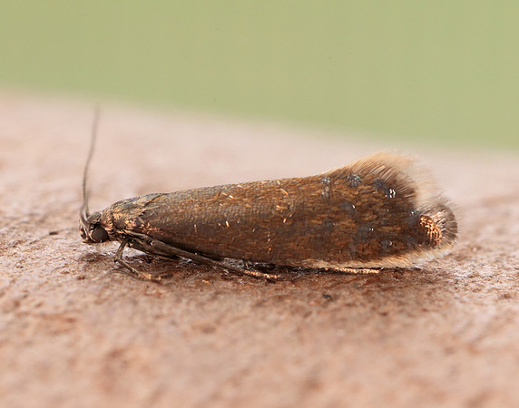 19.002 BF397 Glyphipterix thrasonella