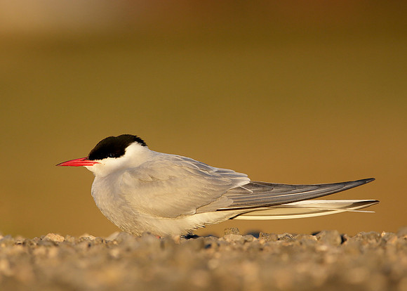 Arctic Tern Sterna paradisaea