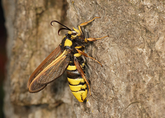 52.002 BF0370 Hornet Moth Sesia apiformis