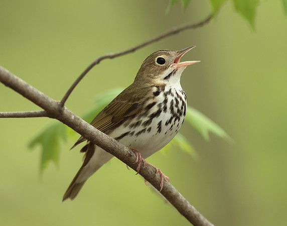 Ovenbird Seiurus aurocapilla