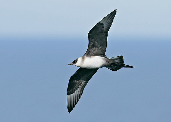 Arctic Skua Stercorarius parasiticus