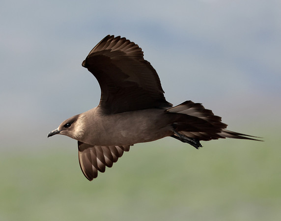 Arctic Skua Stercorarius parasiticus