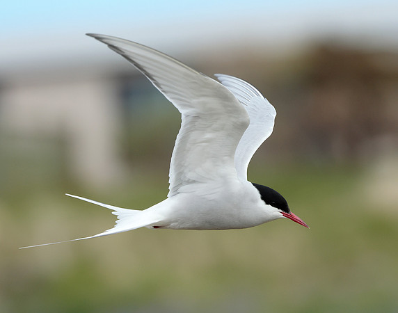 Arctic Tern Sterna paradisaea