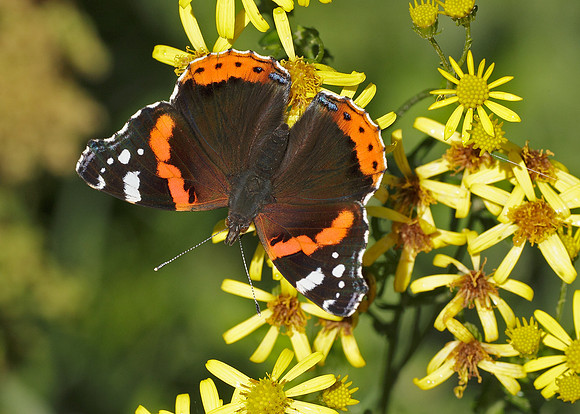 Red Admiral Vanessa atalanta