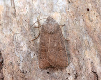 73.099 BF2384 Vine's Rustic Hoplodrina ambigua