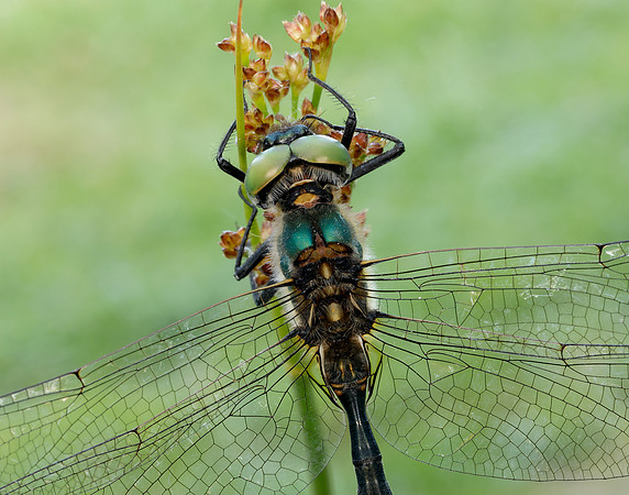 Northern Emerald Somatochlora arctica