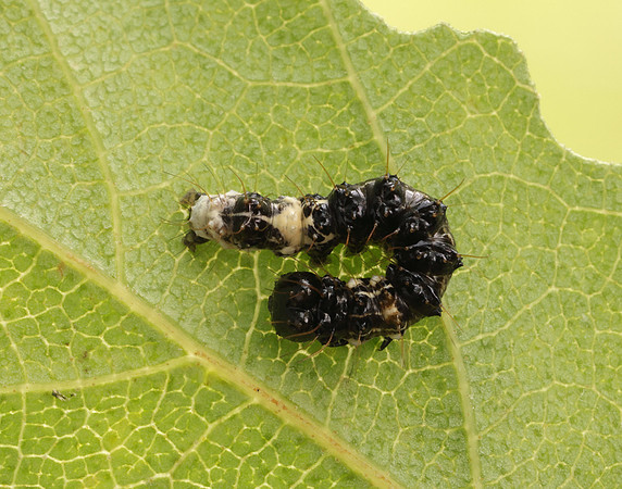 73.036 BF2281 Alder Moth Acronicta alni