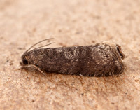 49.357 BF1247 Plum Fruit Moth Grapholita funebrana
