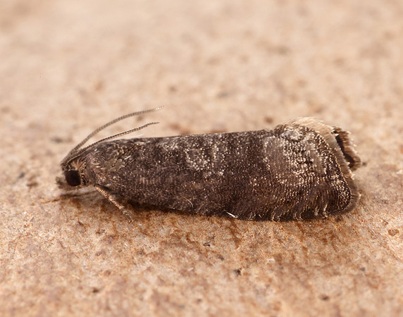 49.357 BF1247 Plum Fruit Moth Grapholita funebrana