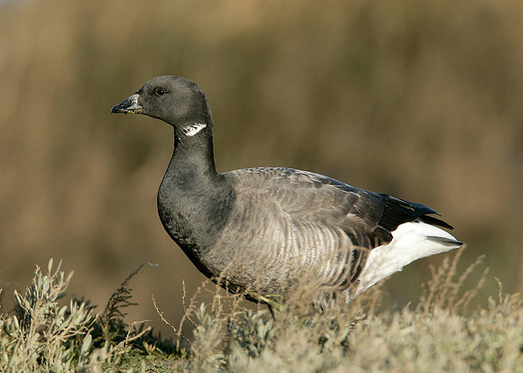 Brent Goose Branta bernicla