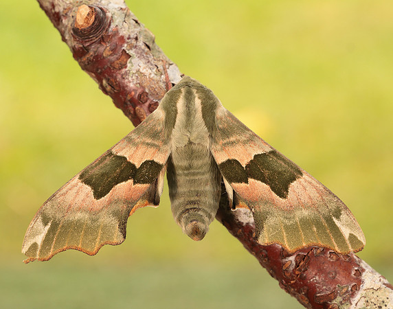 69.001 BF1979 Lime Hawk-moth Mimas tiliae