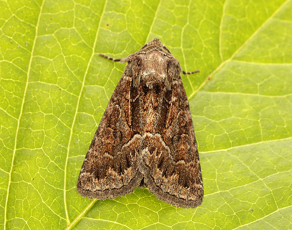 73.109 BF2303 Straw Underwing Thalpophila matura