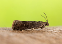 49.357 BF1247 Plum Fruit Moth Grapholita funebrana