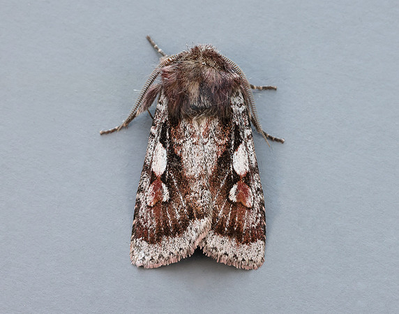 73.363 BF2125 Northern Dart Xestia alpicola