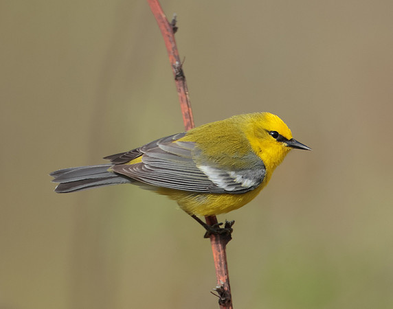 Blue-winged Warbler Vermivora cyanoptera