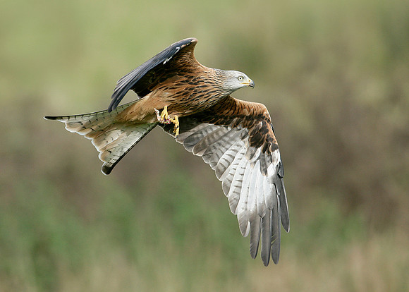 Red Kite Milvus milvus