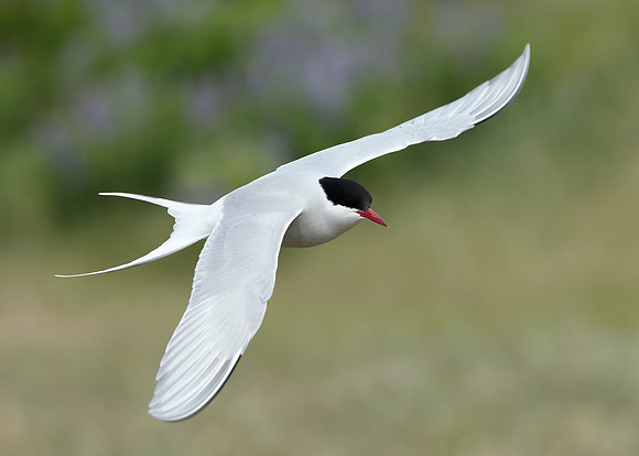 Arctic Tern Sterna paradisaea
