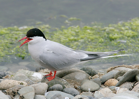 Arctic Tern Sterna paradisaea