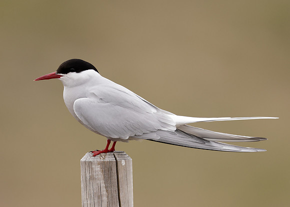 Arctic Tern Sterna paradisaea