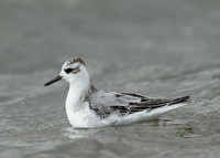Grey Phalarope Phalaropus fulicarius
