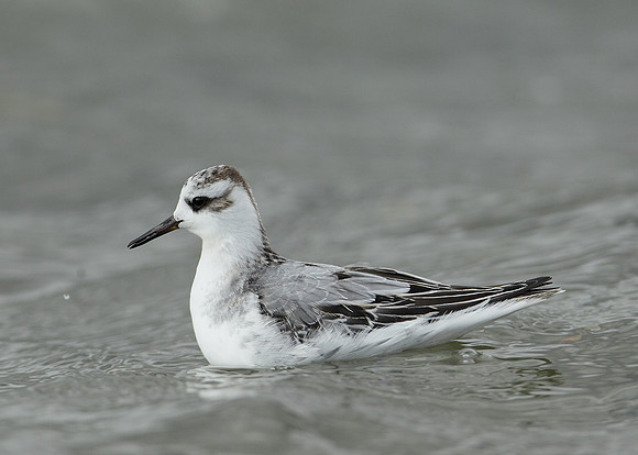 Grey Phalarope Phalaropus fulicarius